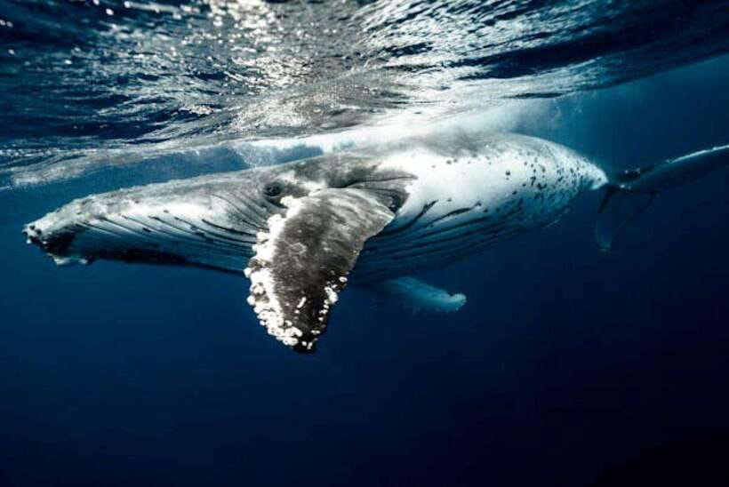 Mirissa: Whale Watching Cruise - What happens once you reach open water