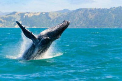Whale Watching Cruise
