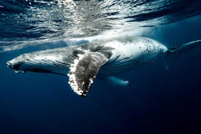 Mirissa: Whale Watching Cruise - Breakfast is included, but plan your other food