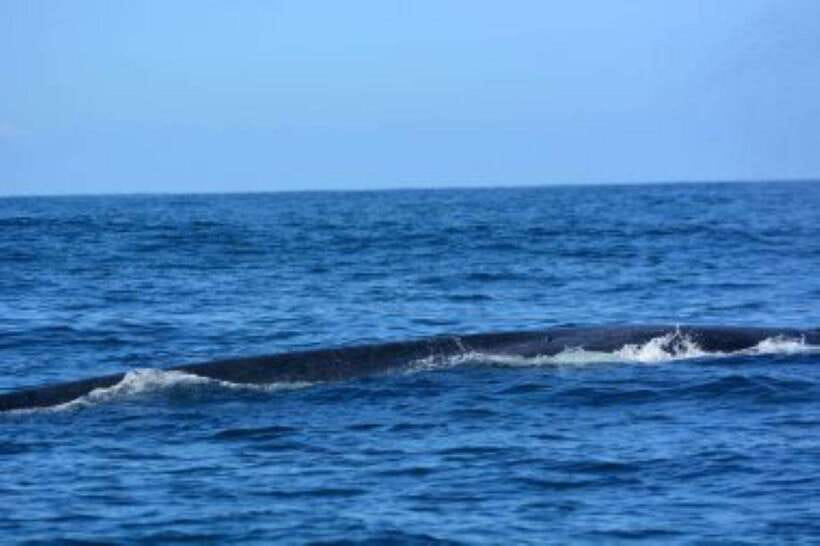Mirissa: Whale Watching Cruise - What the $70 price really covers