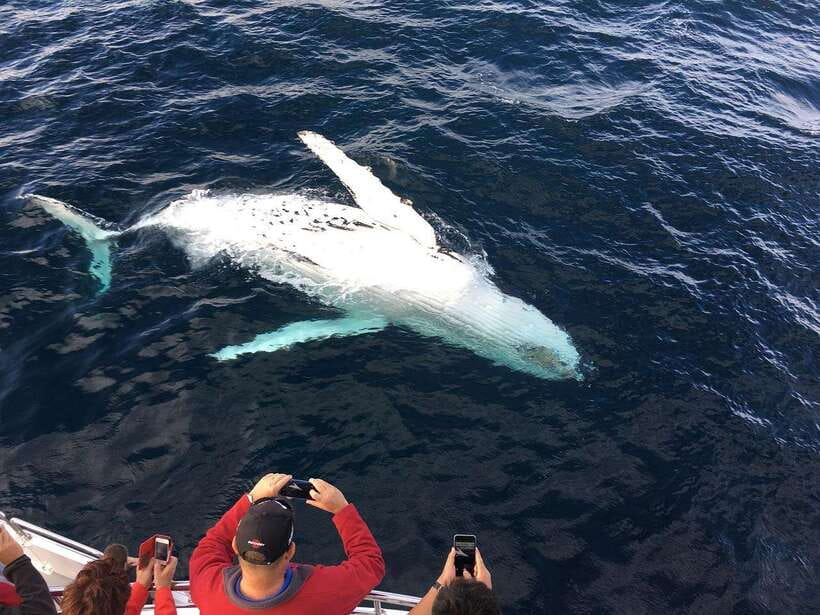 Mirissa: Whale Watching, Snorkeling, and Coconut Hill Tour - A full day built around Mirissa’s coast