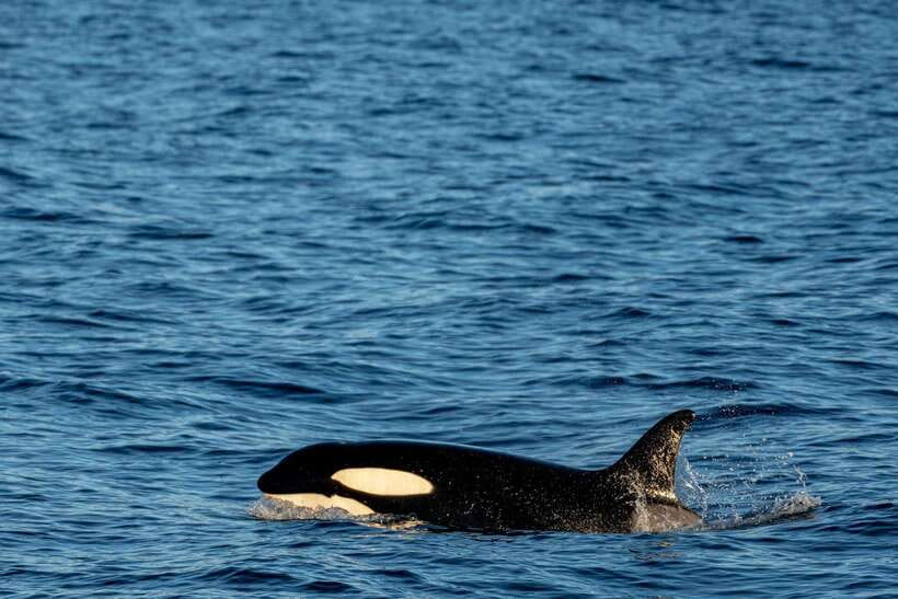 Mirissa: Whale Watching, Snorkeling, and Coconut Hill Tour - The morning starts offshore with whales and dolphins