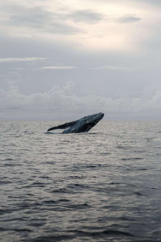 Mirissa: Whale Watching, Snorkeling, and Coconut Hill Tour - Coconut Tree Hill is the day’s best viewpoint