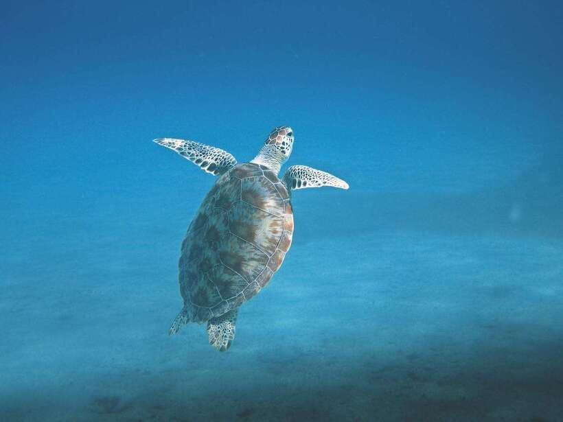 Mirissa: Whale Watching, Snorkeling, and Coconut Hill Tour - Beach drinks and Mirissa after dark