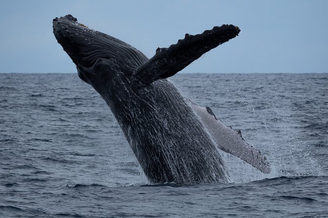 Moana’s Waikīkī Whale Watching Exploration - Why this morning cruise works well from Waikīkī