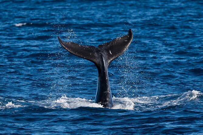 Moana’s Waikīkī Whale Watching Exploration - A catamaran ride with room to breathe