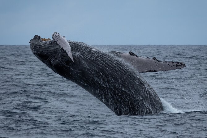 Moana’s Waikīkī Whale Watching Exploration - How the whale search usually unfolds