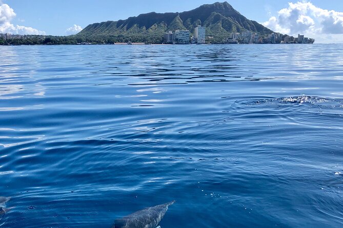 Moana’s Waikīkī Whale Watching Exploration - Dolphins, turtles, and the bonus sightings