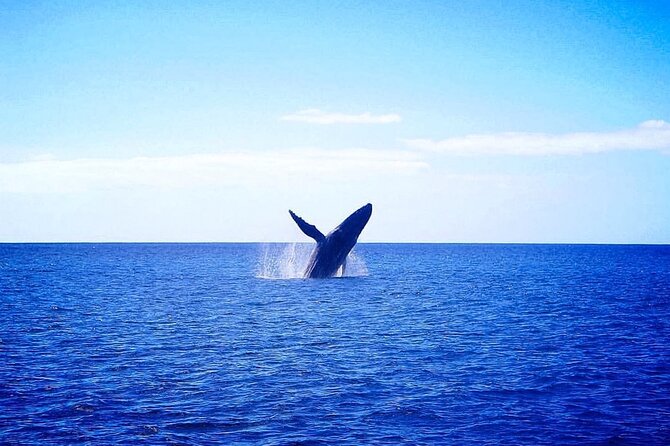 Moana’s Waikīkī Whale Watching Exploration - The views are part of the ticket