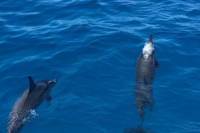 Moana’s Waikīkī Whale Watching Exploration - Comfort, seasickness, and mobility concerns