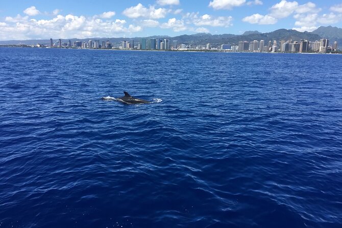 Moana’s Waikīkī Whale Watching Exploration - Group size, weather, and cancellations