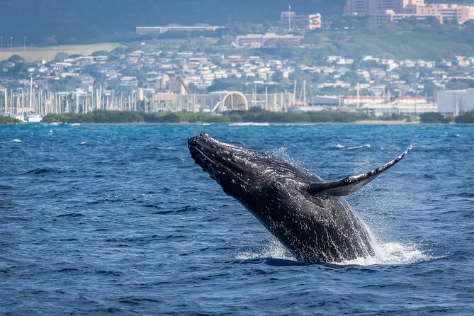 Moana’s Waikīkī Whale Watching Exploration - Who should book this whale watch