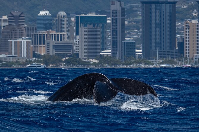 Moana’s Waikīkī Whale Watching Exploration - Leaving Kewalo Basin for Diamond Head