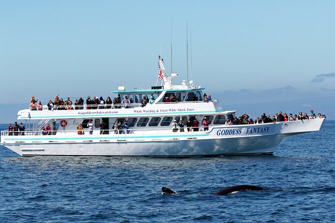 Monterey Bay Whale Watching - Key points at a glance