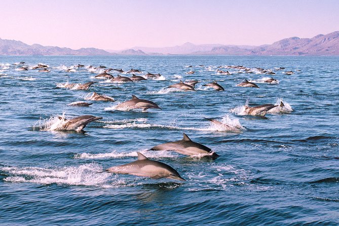 Monterey Bay Whale Watching - VIP upper-deck seating and regular views