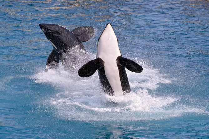 Monterey Bay Whale Watching - The cancellation risk you should plan around