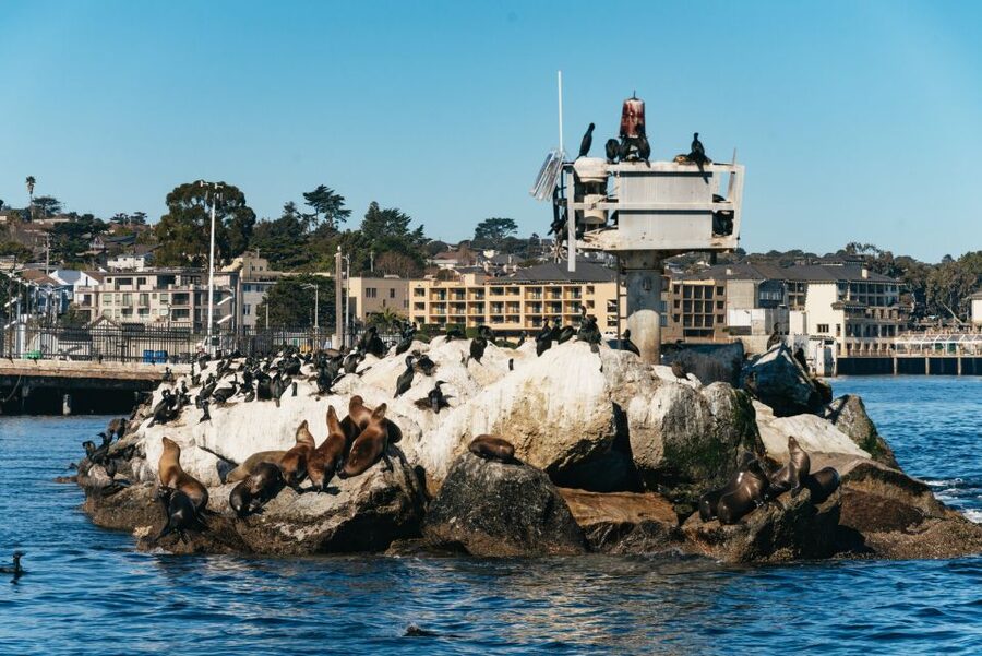 Monterey Bay: Whale Watching Tour - Why Monterey Bay is such a strong whale-watching choice
