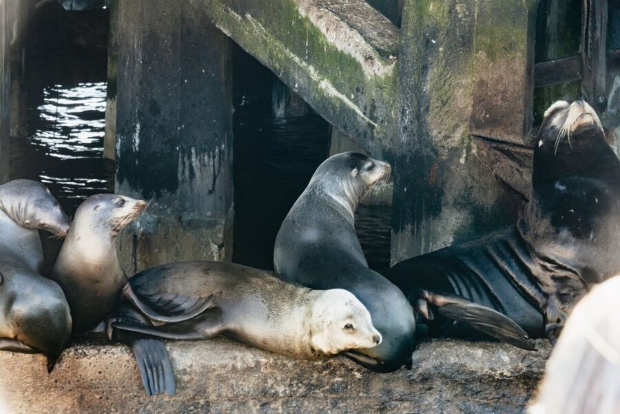 Monterey Bay: Whale Watching Tour - Summer and fall: feeding whales and busy ocean life