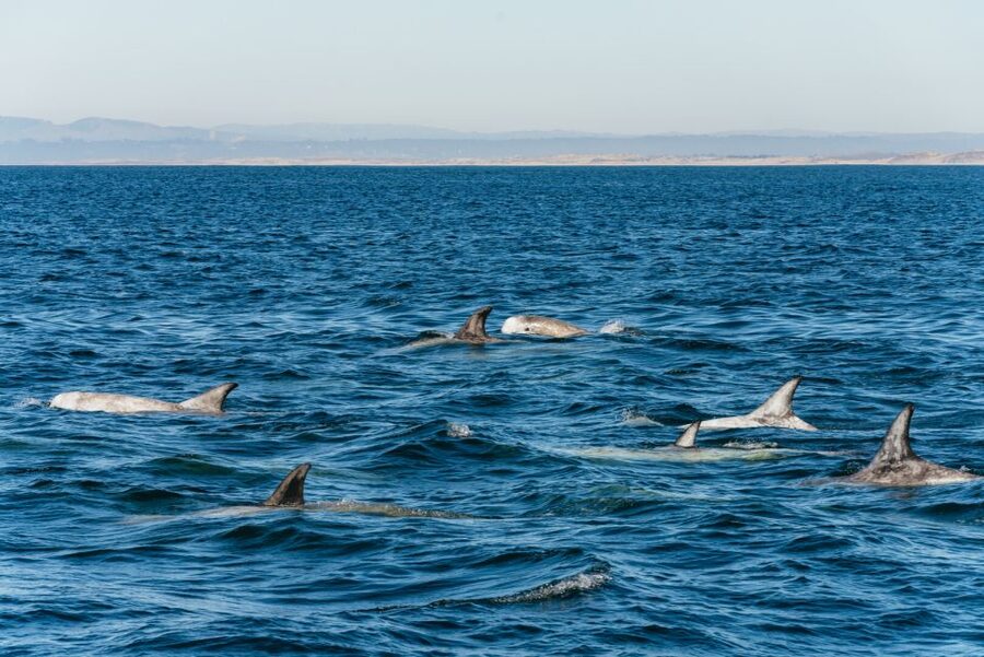 Monterey Bay: Whale Watching Tour - Price, timing, and practical value