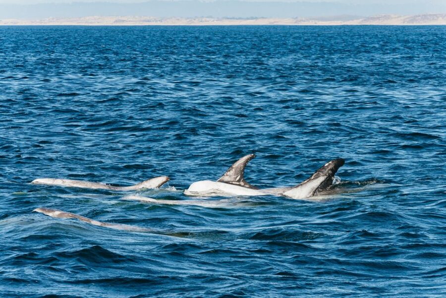 Monterey Bay: Whale Watching Tour - From Old Fisherman’s Wharf to open water