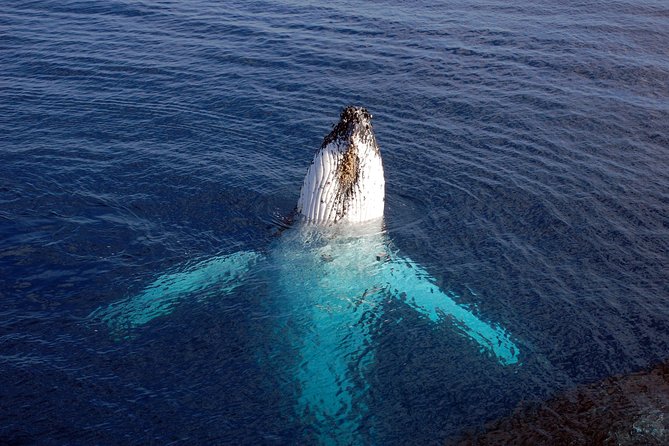 Monterey Bay Whale Watching - What the crew adds to the trip