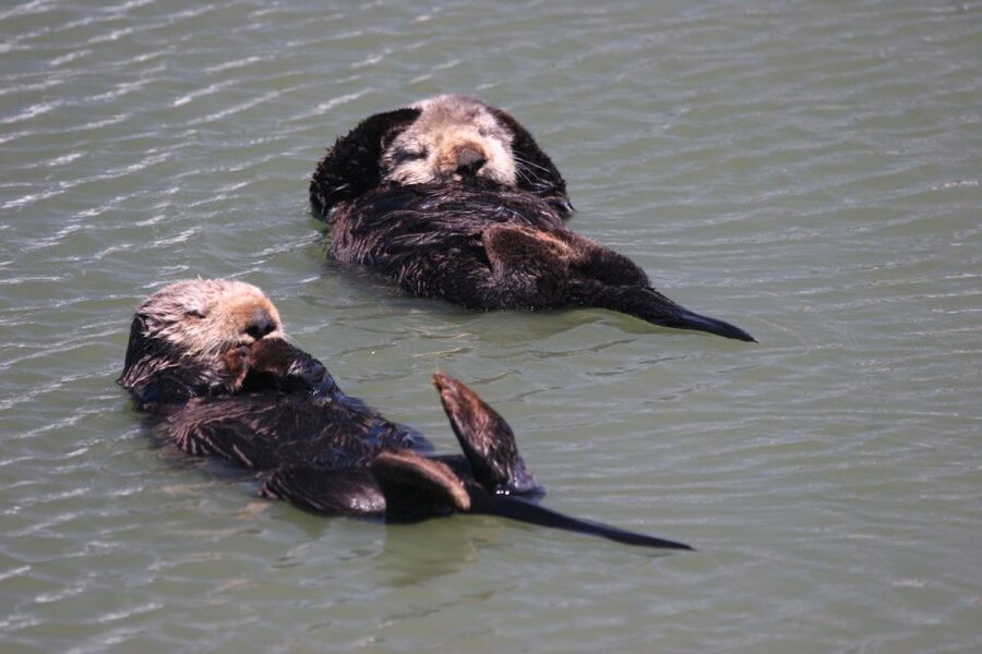 Monterey: Monterey Bay Dolphin and Whale Watching Boat Tour - Key points to know before booking