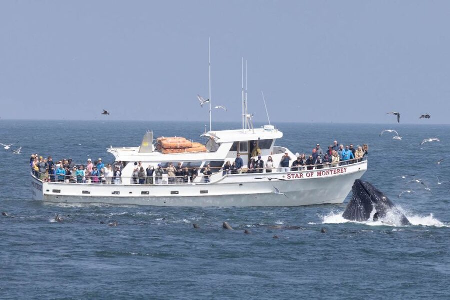 Monterey: Monterey Bay Dolphin and Whale Watching Boat Tour - Why Monterey Bay is such a good place for whale watching
