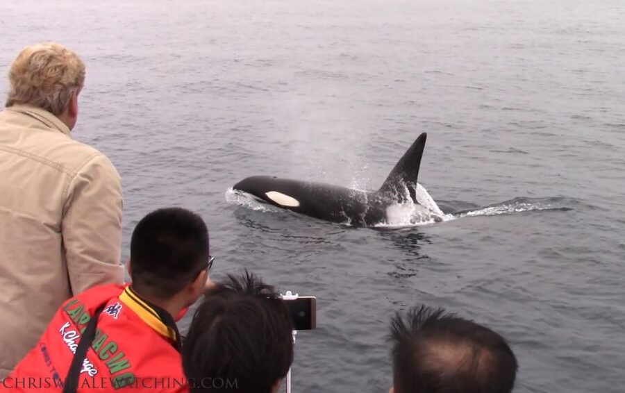 Monterey: Monterey Bay Dolphin and Whale Watching Boat Tour - Humpbacks, gray whales, and possible orcas