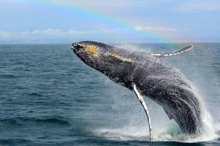 Monterey: Monterey Bay Dolphin and Whale Watching Boat Tour - Boat comfort, sea conditions, and what to wear