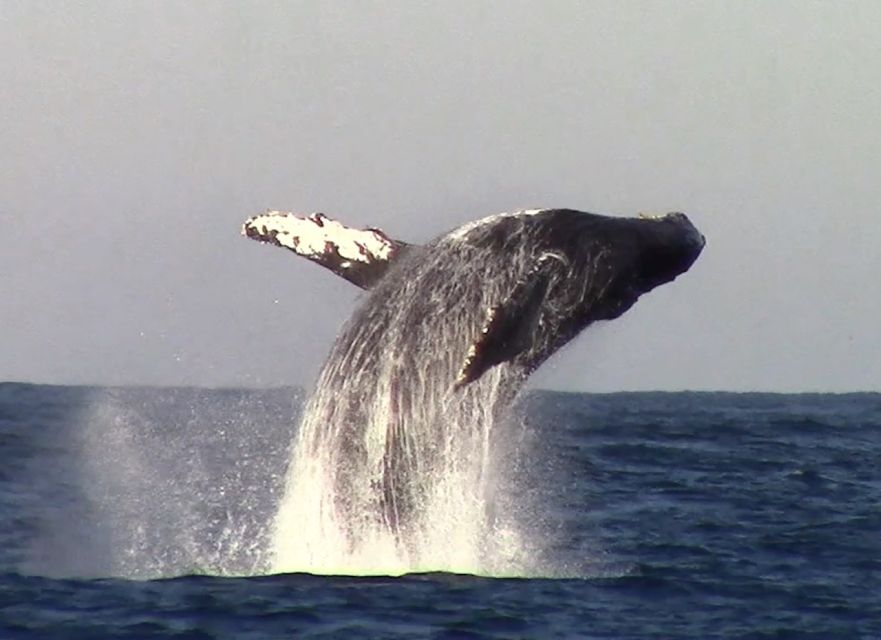 Monterey: Monterey Bay Dolphin and Whale Watching Boat Tour - Who will enjoy this cruise most?