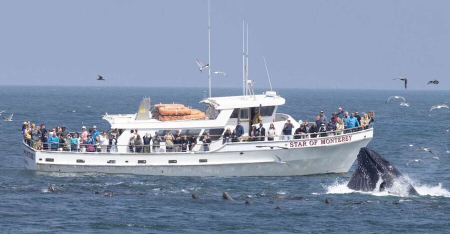 Monterey: Monterey Bay Dolphin and Whale Watching Boat Tour - From Old Fisherman’s Wharf to open water