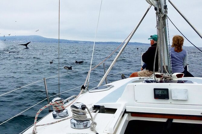 Monterey Private 3 - 4 Hour Whale Watching Cruise - Wildlife beyond the whales