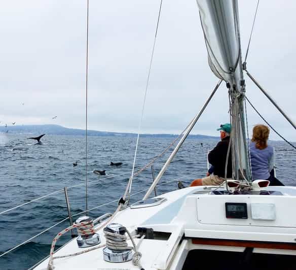 Monterey: Private Whale Watching/Sailing Tour for 6 - Who will enjoy this most