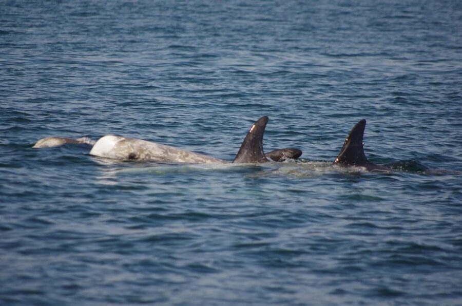 Monterey: Private Whale Watching/Sailing Tour for 6 - What you may see on Monterey Bay