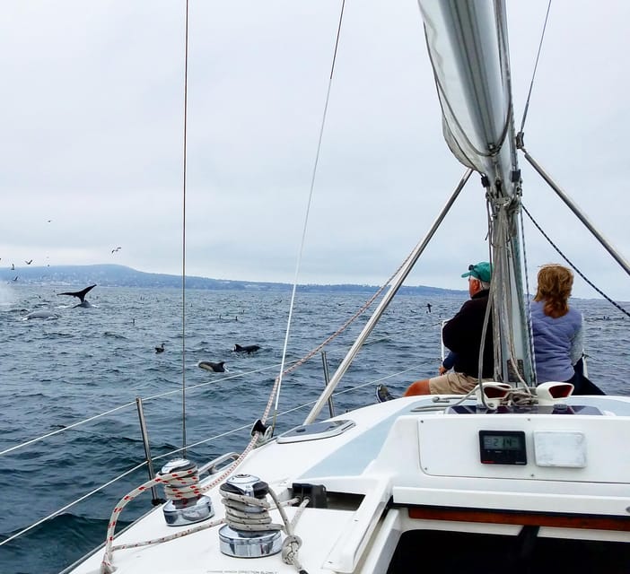 Monterey: Private Whale Watching/Sailing Tour for 6 - Your captain shapes the day