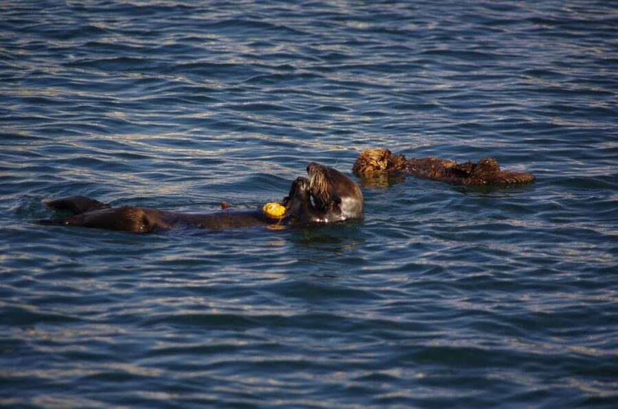Monterey: Private Whale Watching/Sailing Tour for 6 - Why the private format can be worth $950