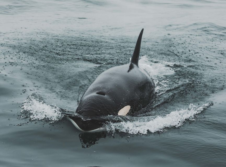 Monterey: Sunset Whale Watching Cruise with A Guide - Key points at a glance