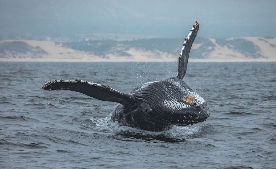 Monterey: Sunset Whale Watching Cruise with A Guide - Why Monterey Bay is such a good place for whale watching