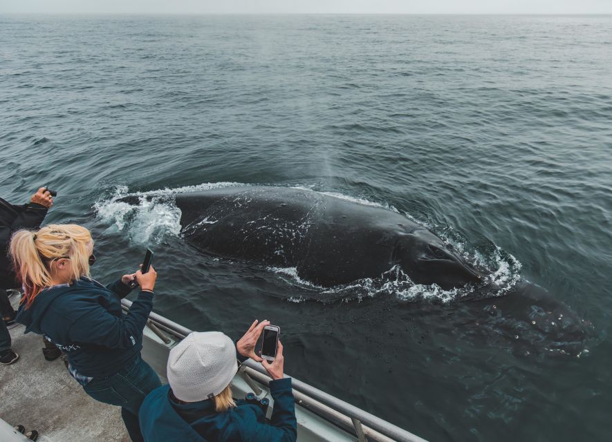 Monterey: Sunset Whale Watching Cruise with A Guide - The first hour: leaving the harbor and finding wildlife