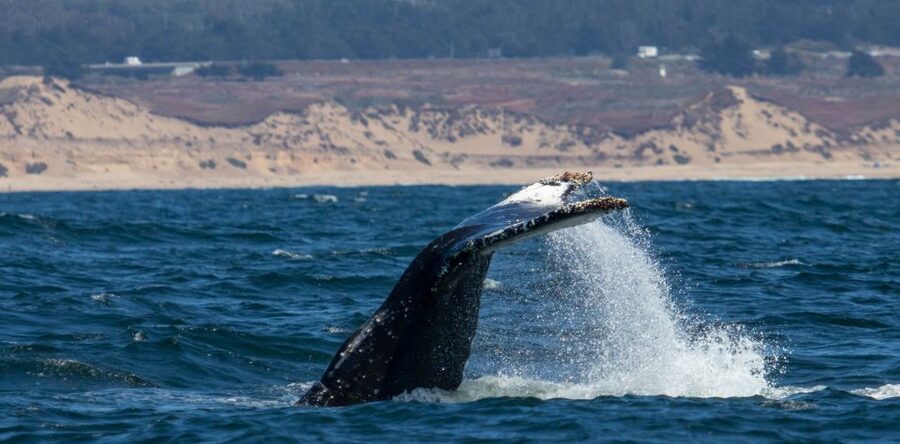 Monterey: Sunset Whale Watching Cruise with A Guide - Watching humpbacks feed beside the boat