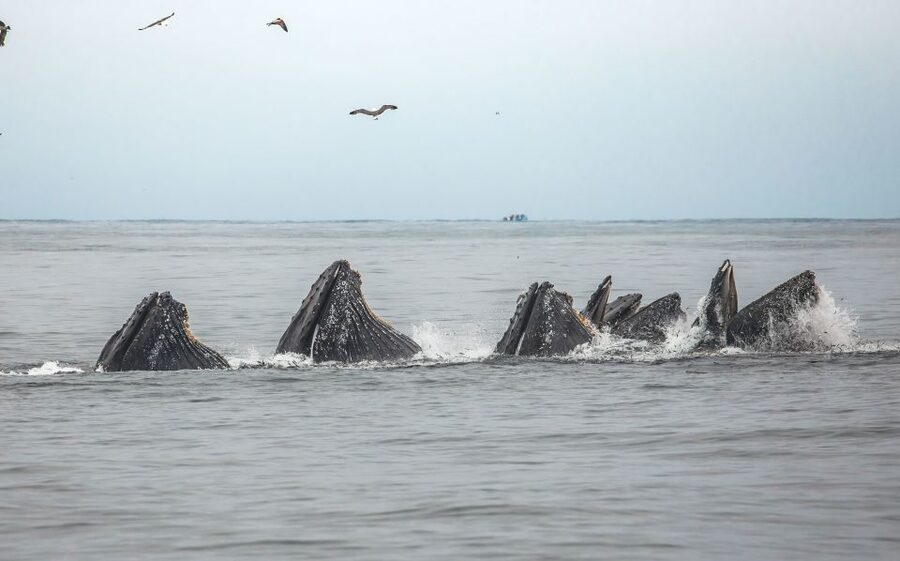 Monterey: Sunset Whale Watching Cruise with A Guide - Dolphins, sea lions, otters, and the smaller surprises