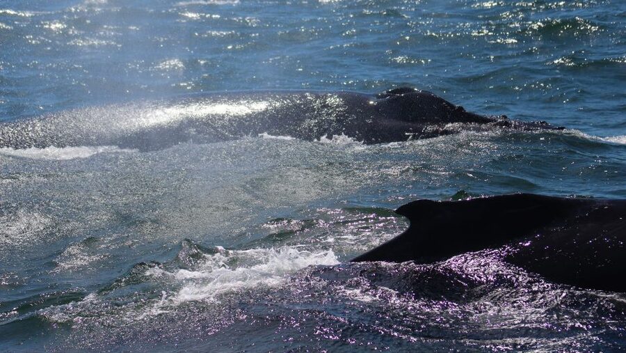 Monterey: Sunset Whale Watching Cruise with A Guide - Sunset over the bay