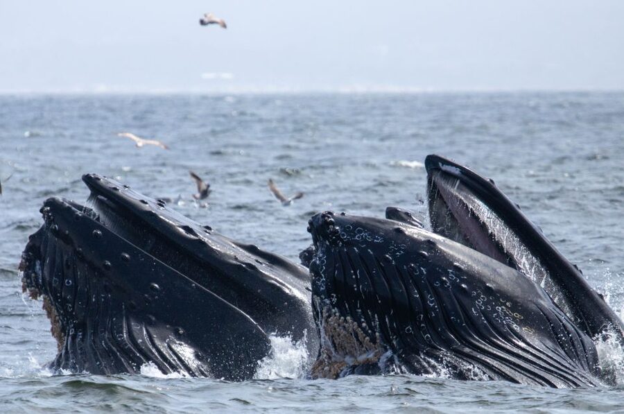 Monterey: Sunset Whale Watching Cruise with A Guide - Comfort, seasickness, and practical limits