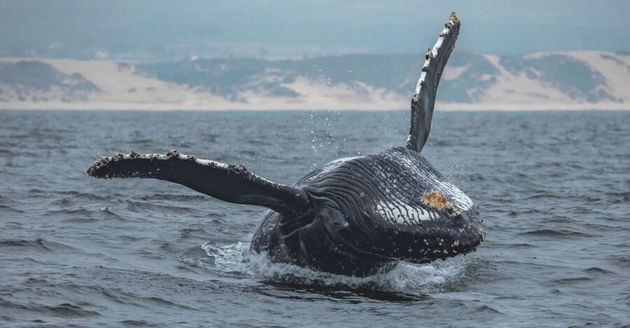 Monterey: Sunset Whale Watching Cruise with A Guide - Meeting the boat at Fisherman’s Wharf