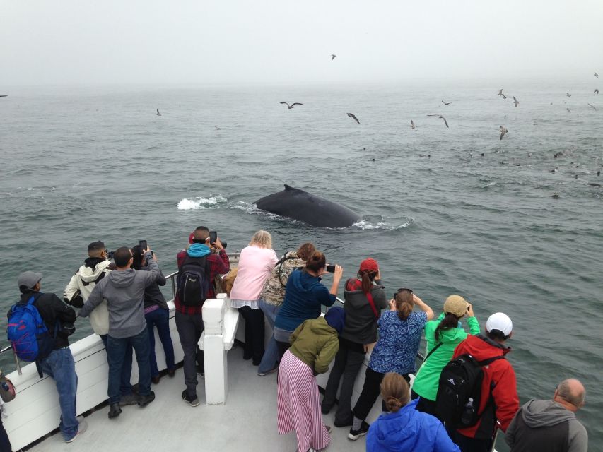 Monterey: Whale Watching Cruise - Key points to know before booking