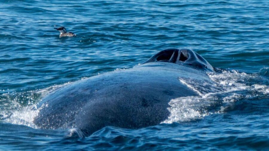 Monterey: Whale Watching Cruise - Should you book the Sea Goddess cruise?