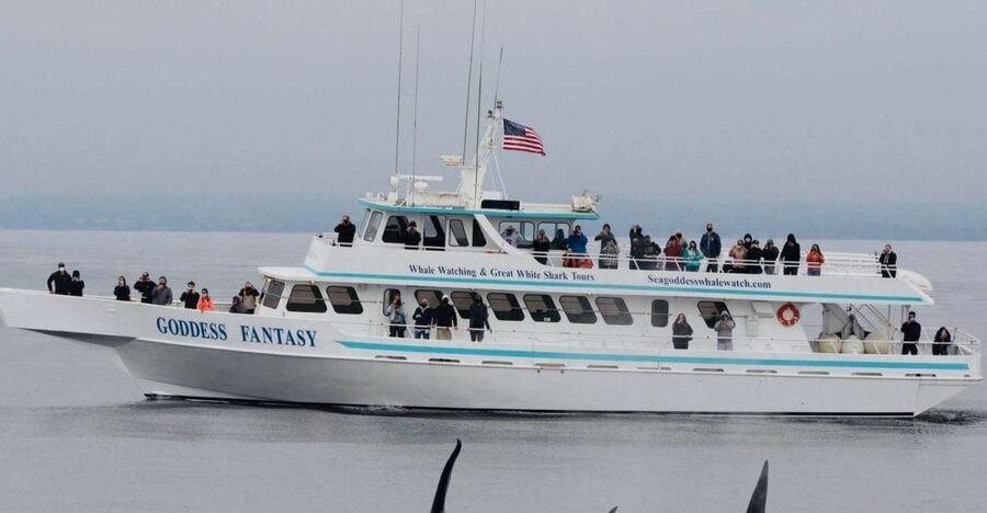 Monterey: Whale Watching Cruise - Why Monterey Bay is such a strong place for whale watching
