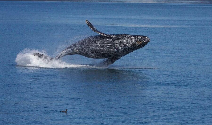 Monterey: Whale Watching Cruise - Leaving the harbor and finding the whales