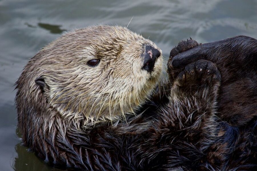 Monterey: Whale Watching Cruise - Wildlife beyond the whales