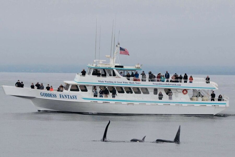 Monterey: Whale Watching Cruise - What the 150-minute schedule really means